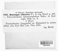Ostropa barbara image